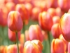tulips by Sarah Franzen