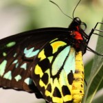 Butterfly4 Butterfly4