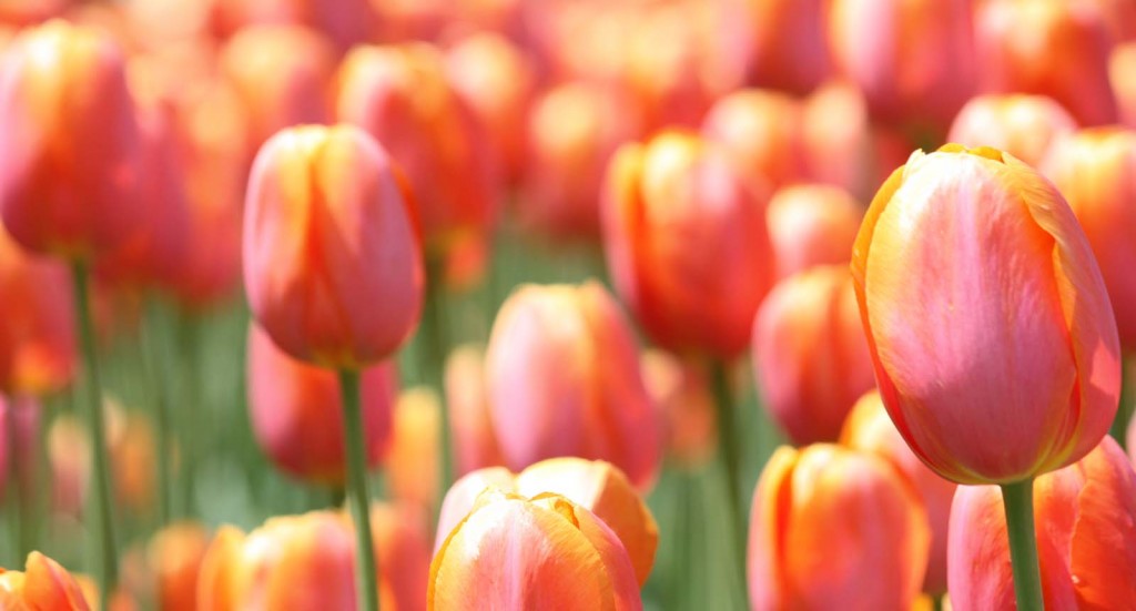 Tulips by Sarah Franzen