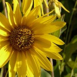 wild sunflower by Sarah Franzen