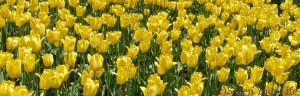 Sezenyourlife Tulips