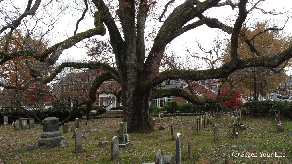 Old Oak Tree