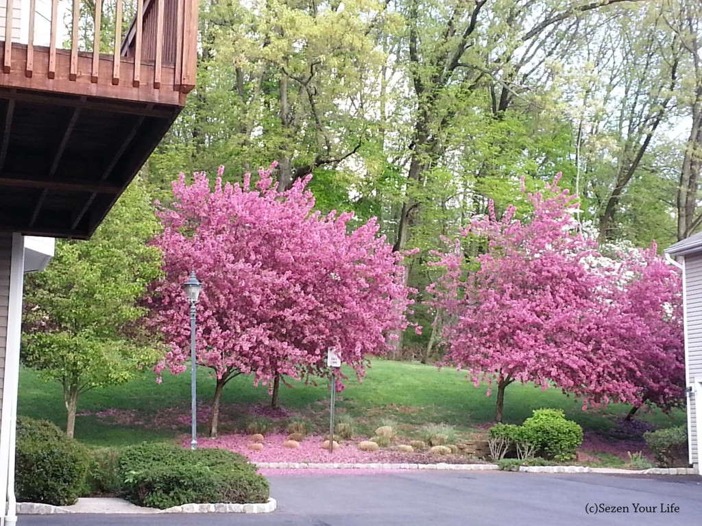 Spring in NJ