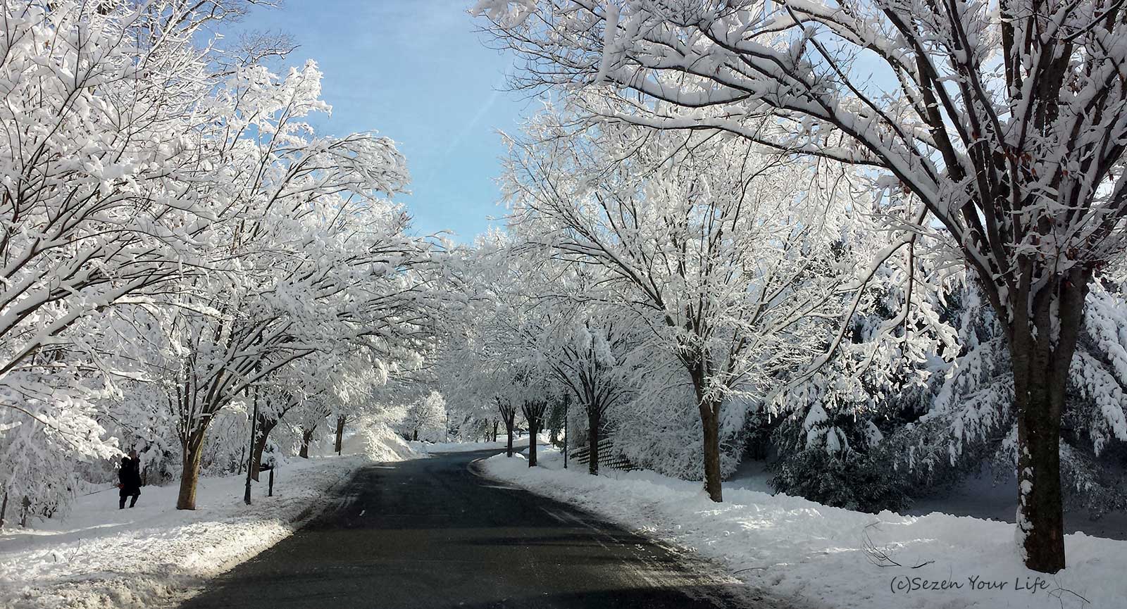 Winter Road by Sarah Franzen